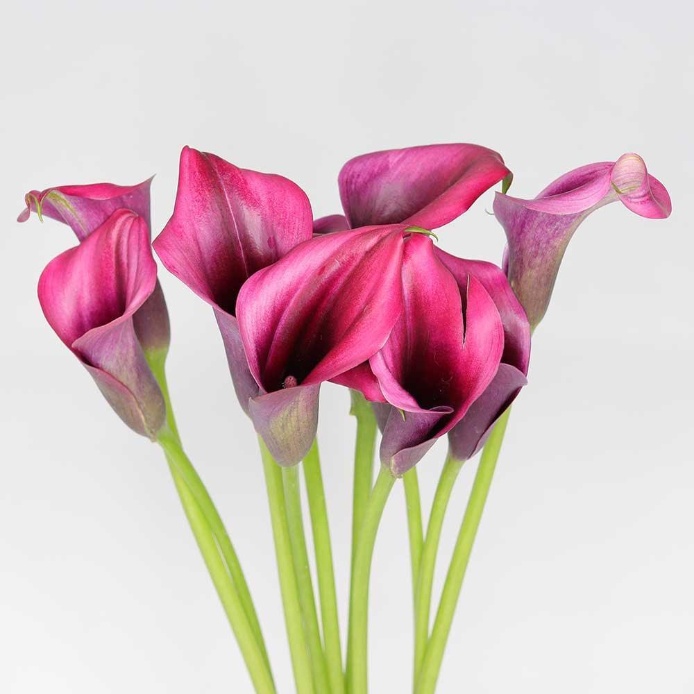 Pink Calla Lily - Image 3